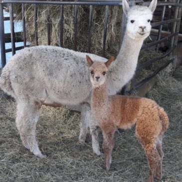 Naissance d’un petit alpaga