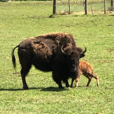 Premier bisonneau de 2019