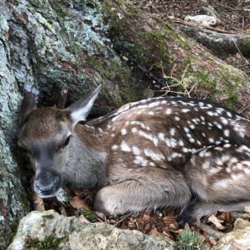 Naissance d’un faon