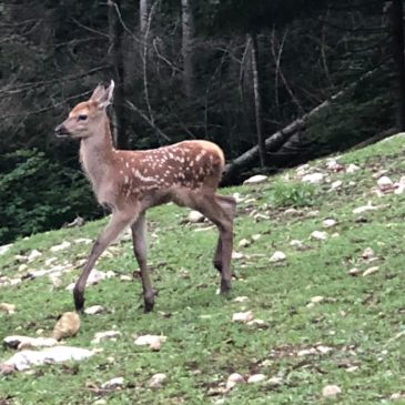 Un 2ème faon est né!