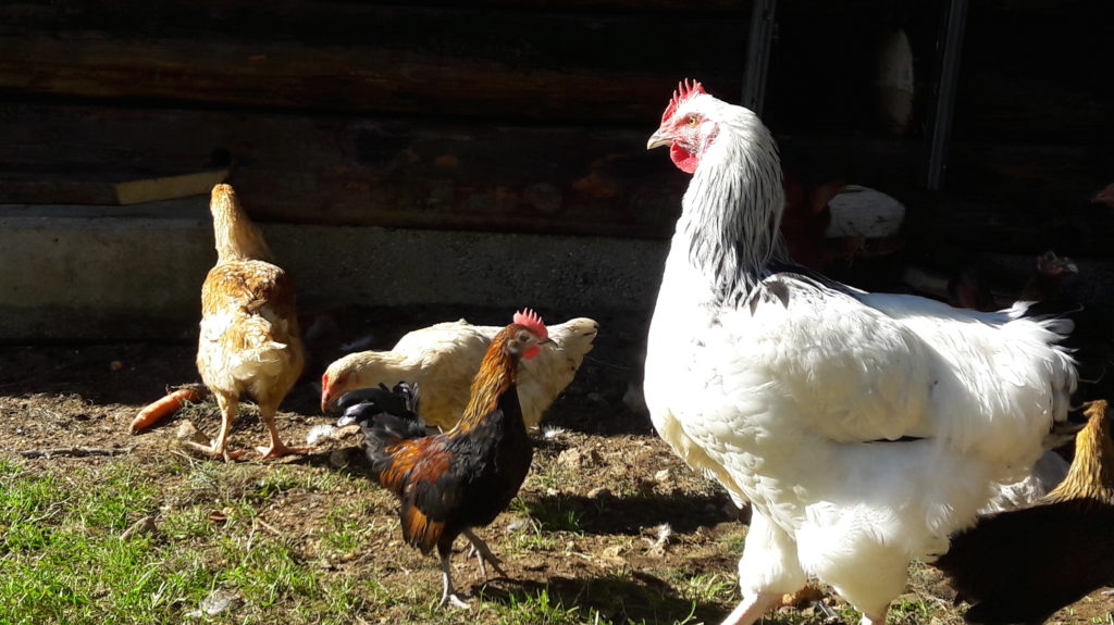 Les animaux de la Mini Ferme