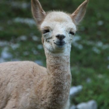 Faites un Don aux animaux de Juraparc