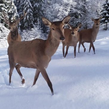 Faites un don pour les animaux