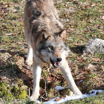 Orba et Orzeire arrivent à Juraparc