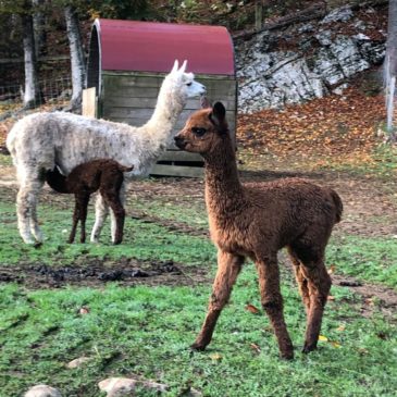 Une nouvelle arrivée au parc !!!