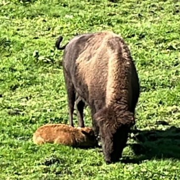 Naissance bisonneau